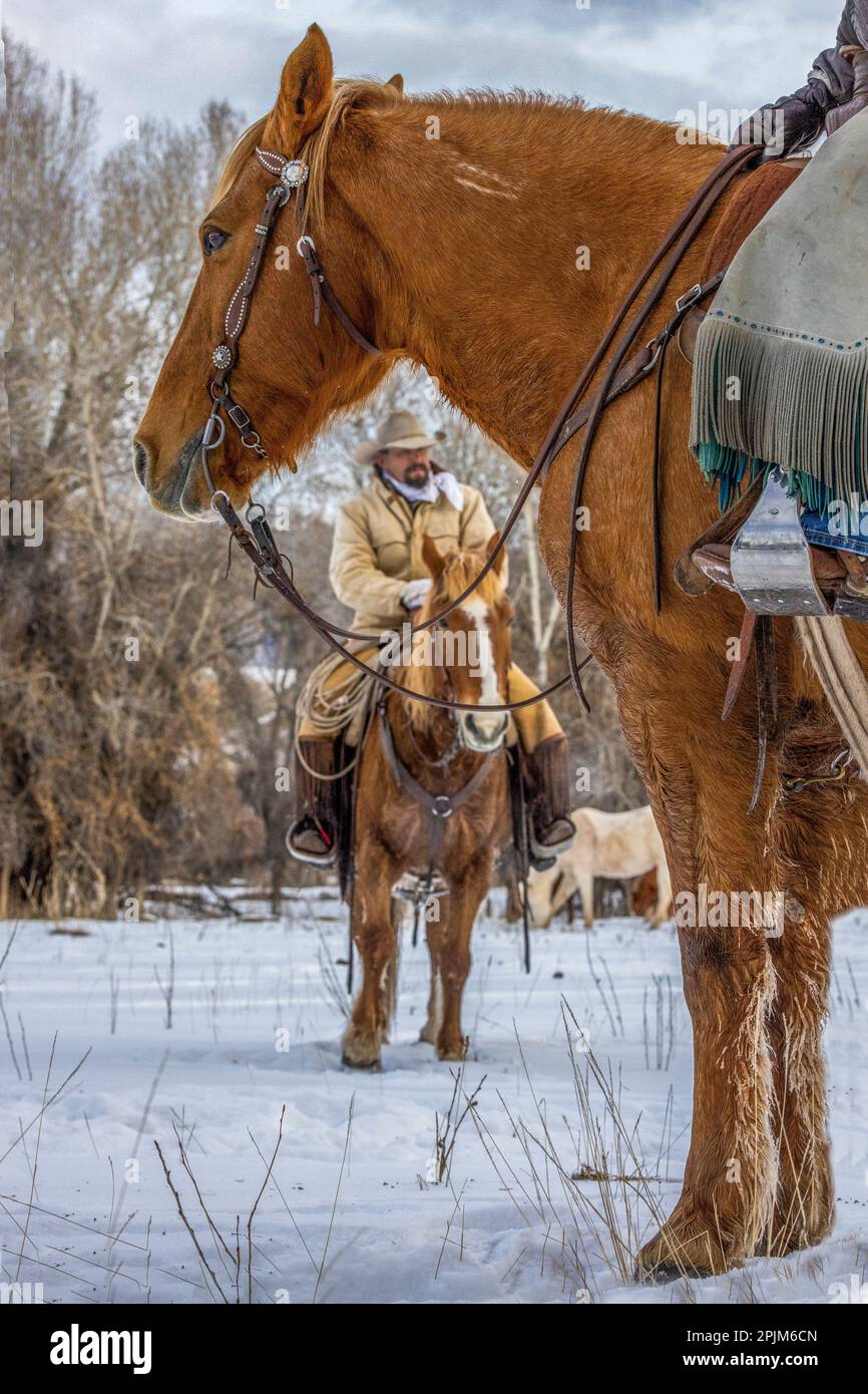 USA, Wyoming. Versteck Horse Ranch, Rangler und Pferde. (HERR, PR) Stockfoto
