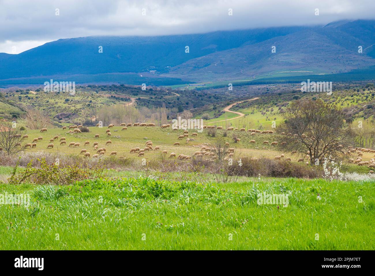 Landschaft und Schafherde. Cerezo de Arriba, Provinz Segovia, Castilla Leon, Spanien. Stockfoto
