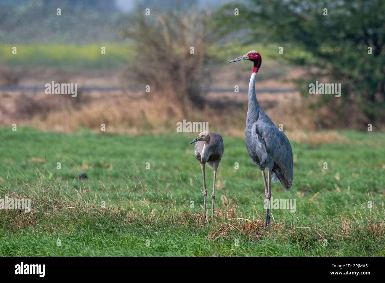 Sarus Crane (Antigone antigone), ein großer nicht wandernder Kran und höchster fliegender Vogel, beobachtet in der Nähe von Nalsarovar in Gujarat, Indien Stockfoto