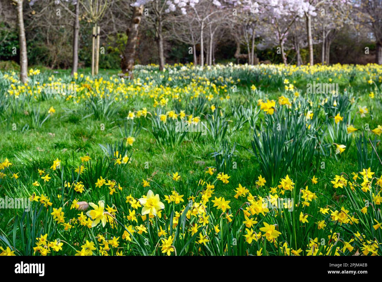 Narzissen in einem öffentlichen Park mit Bäumen. Gelbe Blüten im Frühling mit Vordergrundfokus. Kelsey Park, Beckenham, Kent, Großbritannien. Stockfoto