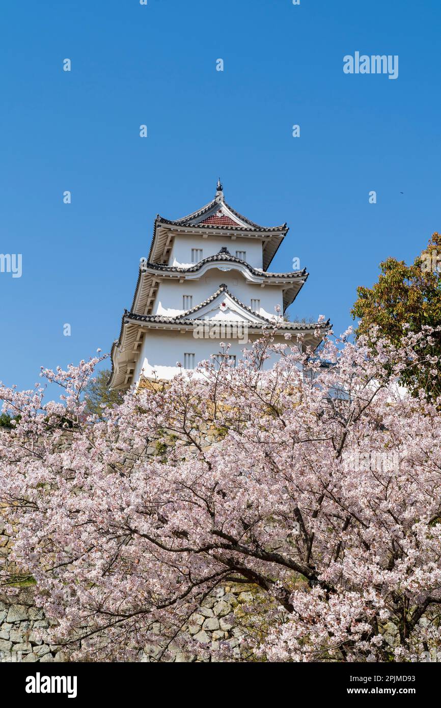 Der Hitsujisaru Yagura, Turm, im Schloss Akashi erhebt sich über Kirschblüten in voller Blüte, beleuchtet von hellem Sonnenschein mit klarem blauem Hintergrund. Stockfoto