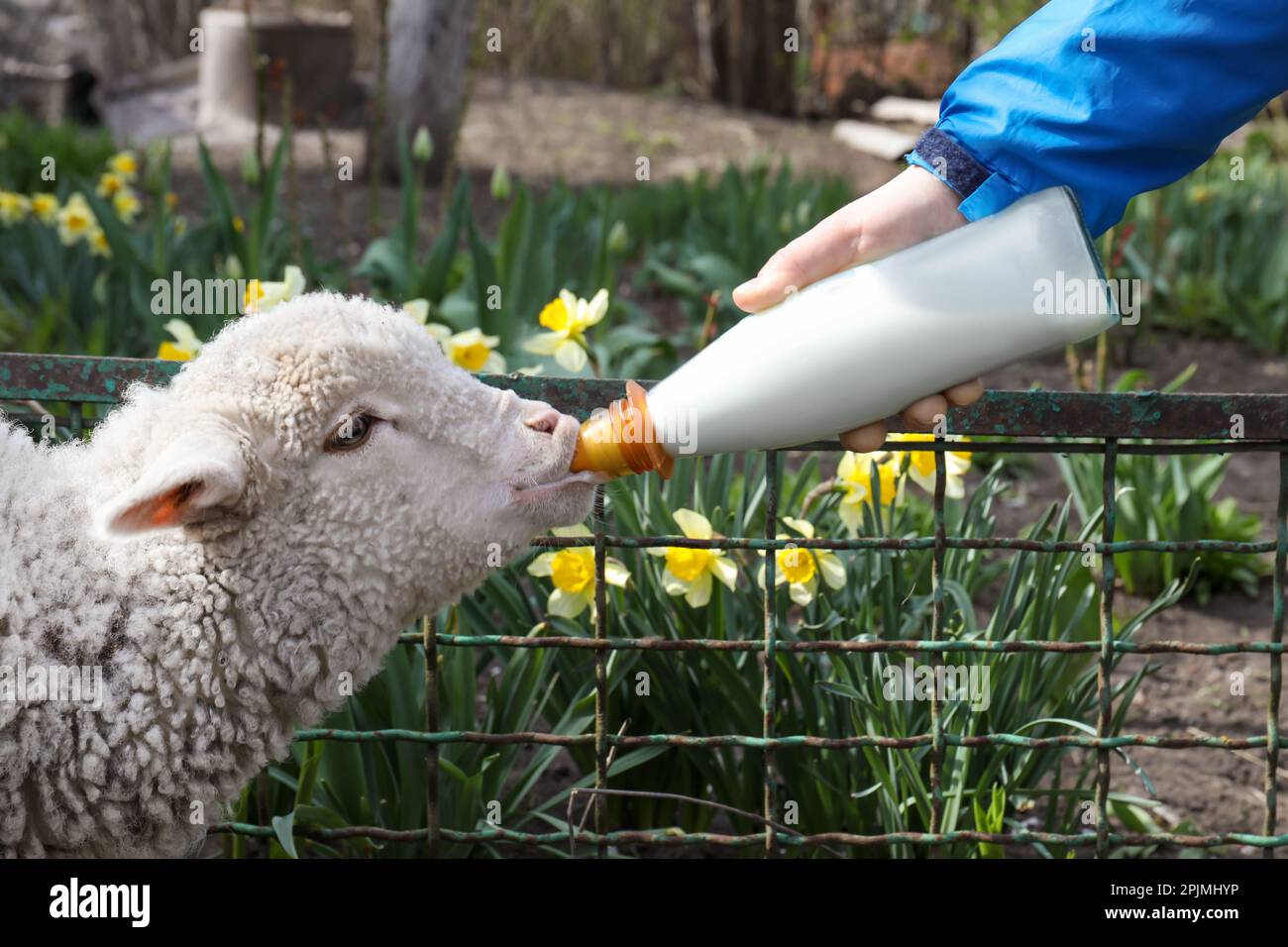 Mann füttert Lamm mit Milch auf dem Hof, Nahaufnahme Stockfoto