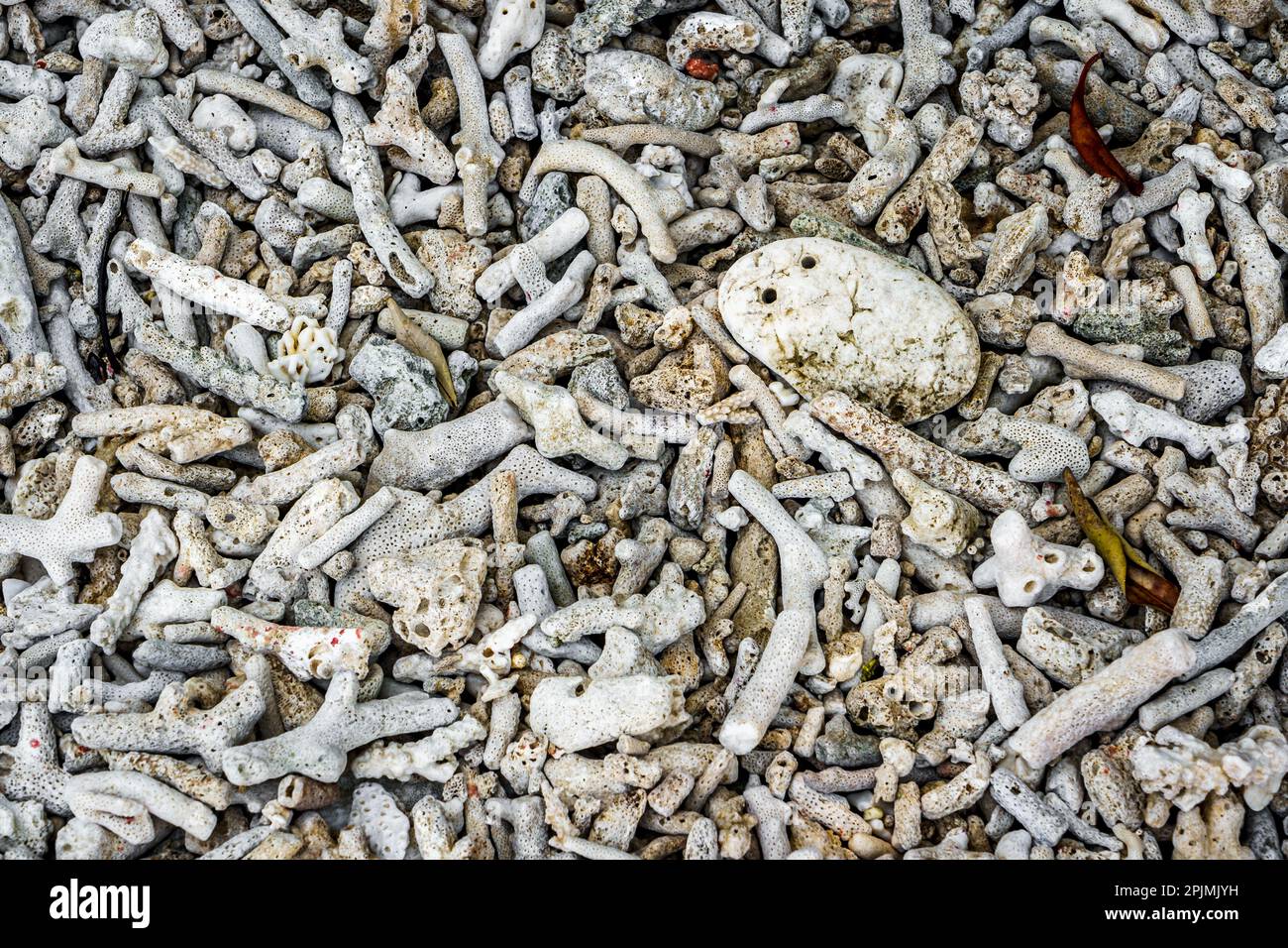 Korallen am Strand bei Frankland Islands Stockfoto