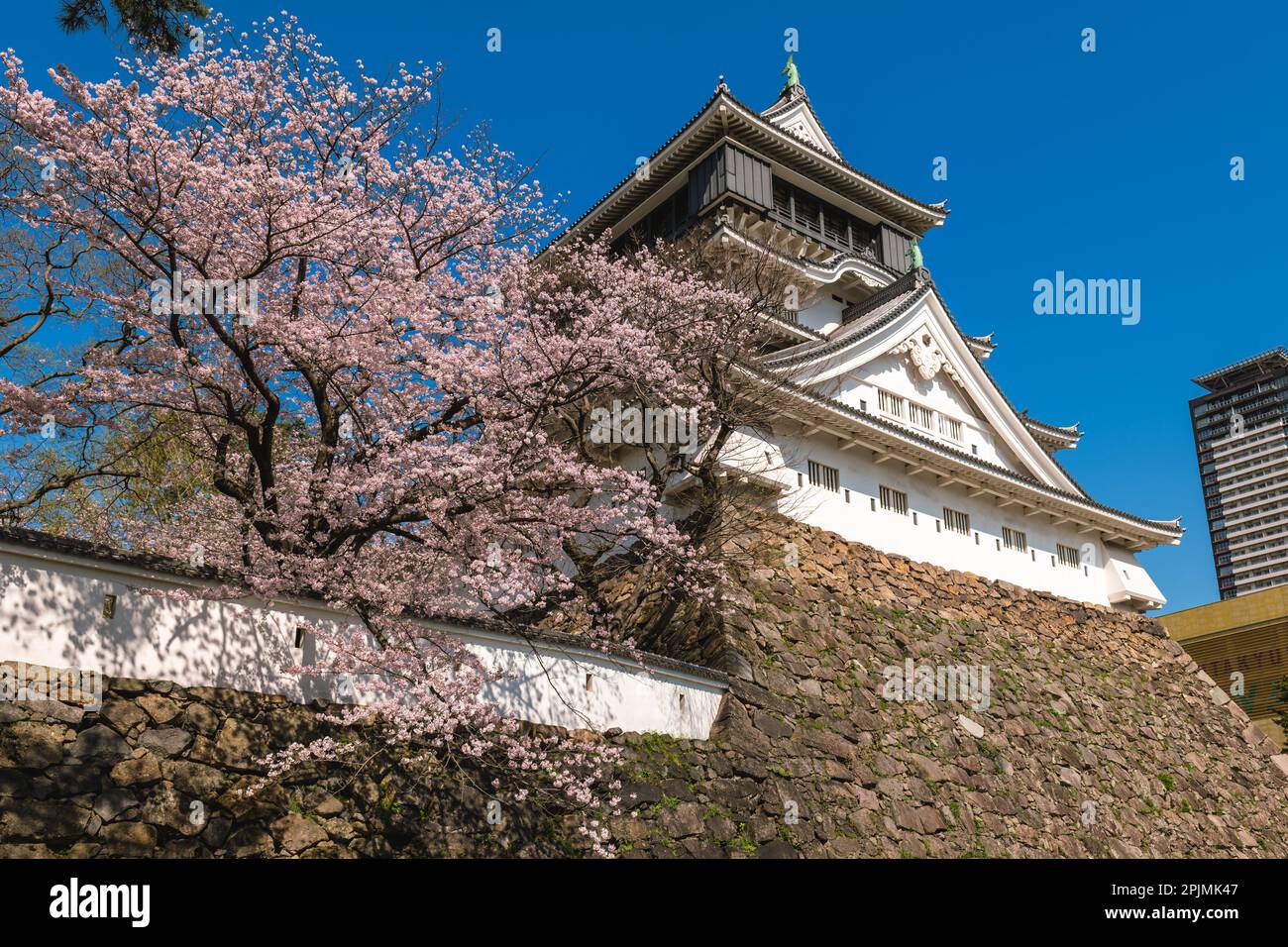 Kirschblüte im Kokura Castle in Kitakyushu, Fukuoka, Japan. Stockfoto