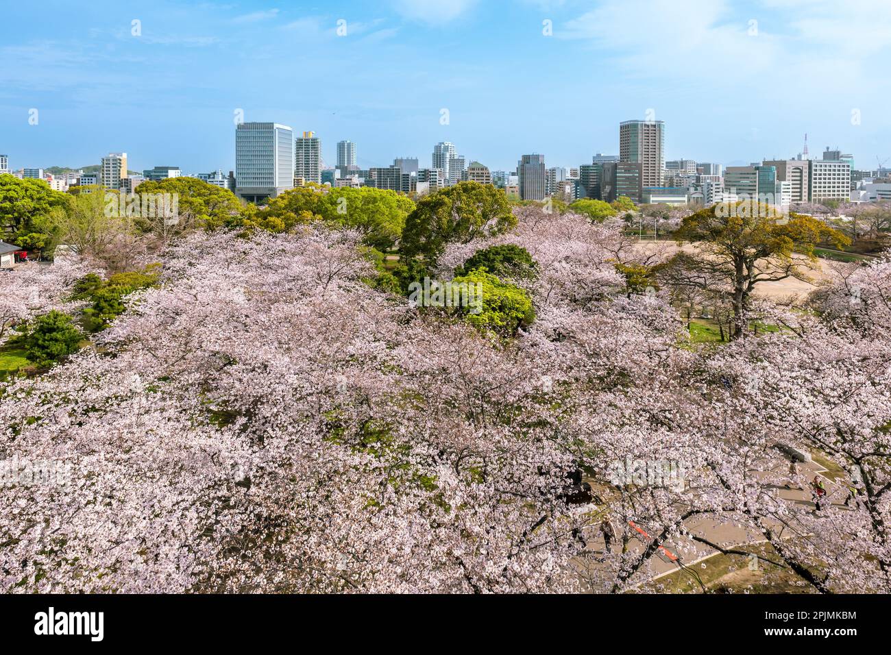 Blick auf die Burgruinen von Fukuoka mit Kirschblüten in Fukuoka, Kyushu, Japan Stockfoto
