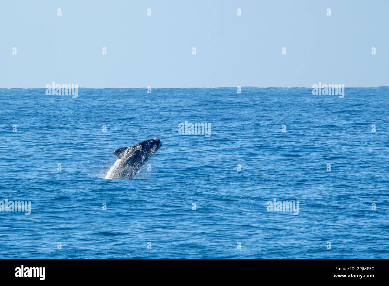 Südlicher Rechtwal (Eubalaena australis) springt aus dem Meer Stockfoto
