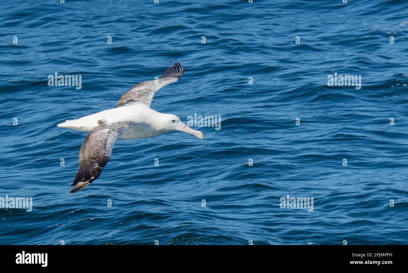 Riesen-Petrel (Macronectes giganteus) im Flug über die Drake Passage Stockfoto