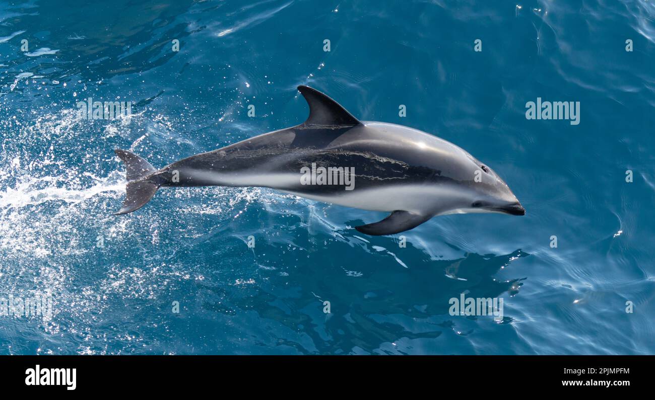 Verspielter, hüpfender schwarzer Delfin (Lagernohynchus obscurus) im offenen Meer Stockfoto