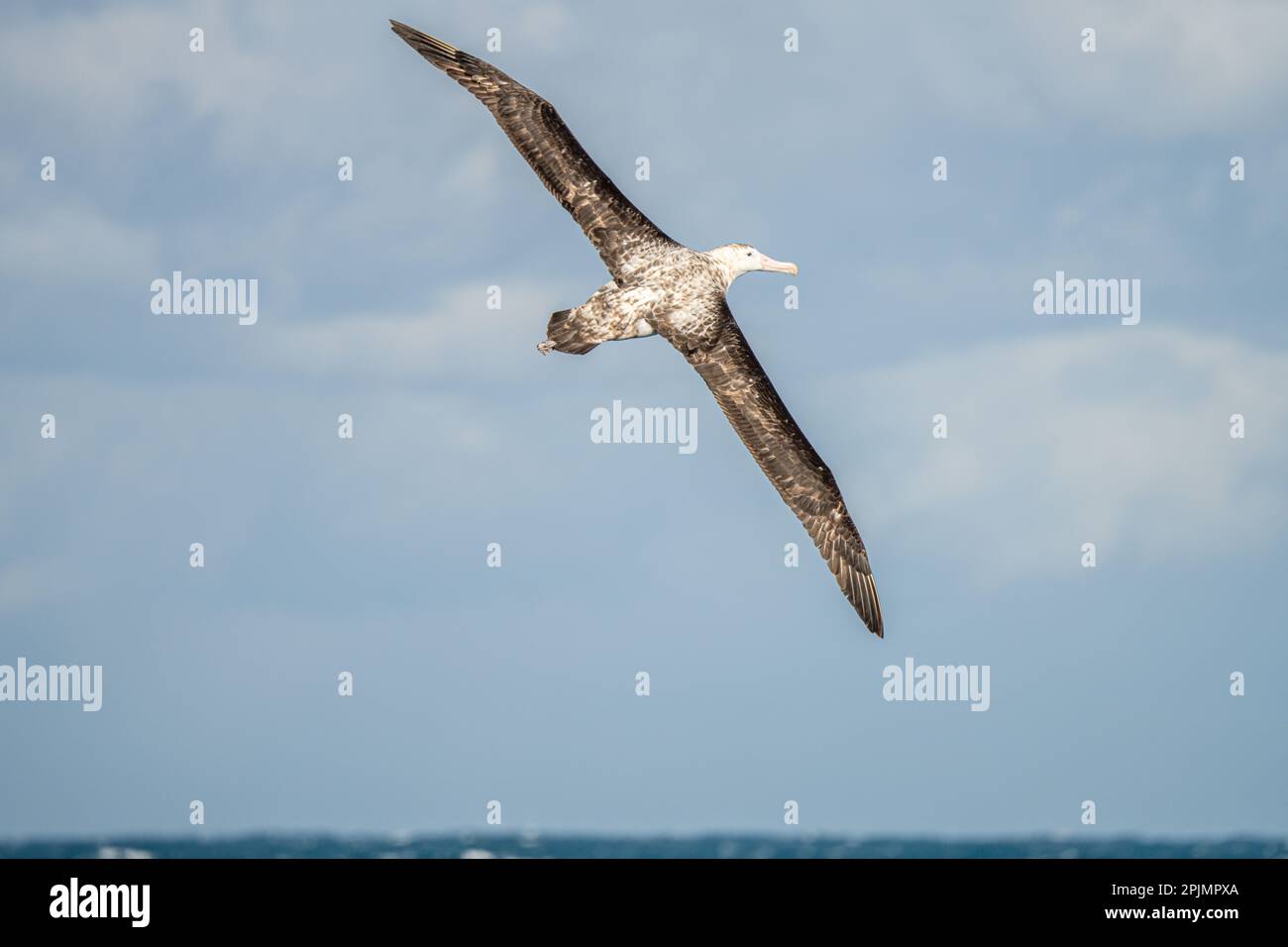 Wandering Albatross (Diomedea exulans) - der Vogel mit der größten Flügelspanne der Welt schwingt im Gleitflug über das blaue Meer Stockfoto