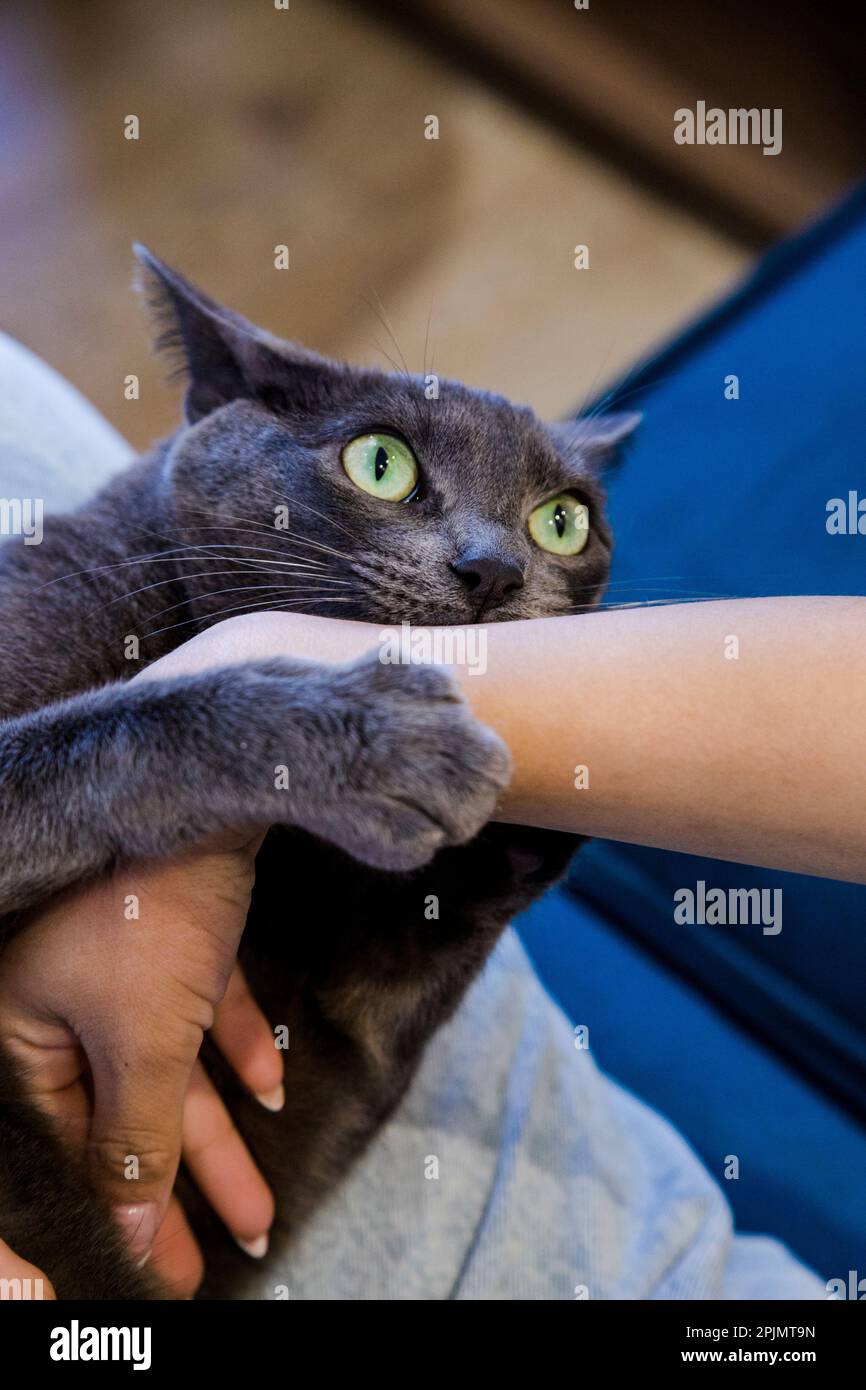 Eine Katze, die die Hand eines Mädchens umarmt. Katzenspiel. Fröhliches Haustier Stockfoto