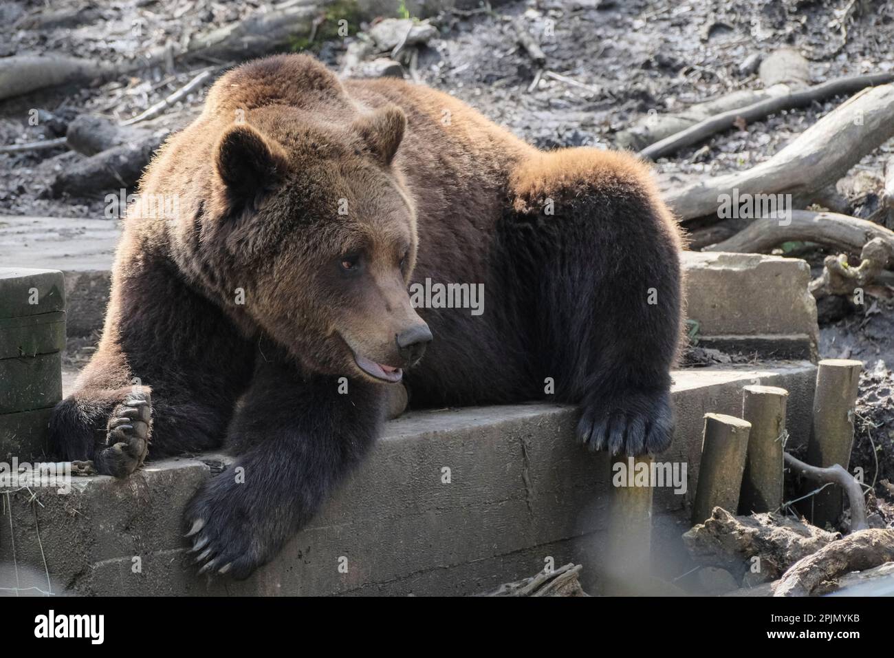 Wild Place Project, Bristol, Großbritannien. 3. April 2023. An einem warmen Frühlingstag wachen die Bären nach einer Zeit des Torpors auf, einer Form des Winterschlafs Wild Place wird der neue Bristol Zoo sein Stockfoto