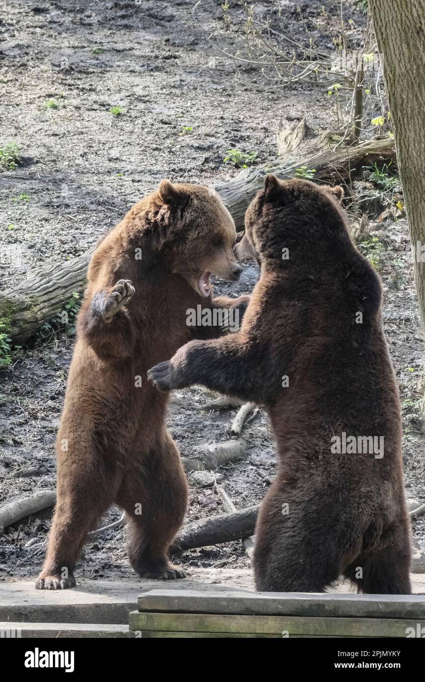 Wild Place Project, Bristol, Großbritannien. 3. April 2023. An einem warmen Frühlingstag wachen die Bären nach einer Zeit des Torpors auf, einer Form des Winterschlafs Wild Place wird der neue Bristol Zoo sein Stockfoto