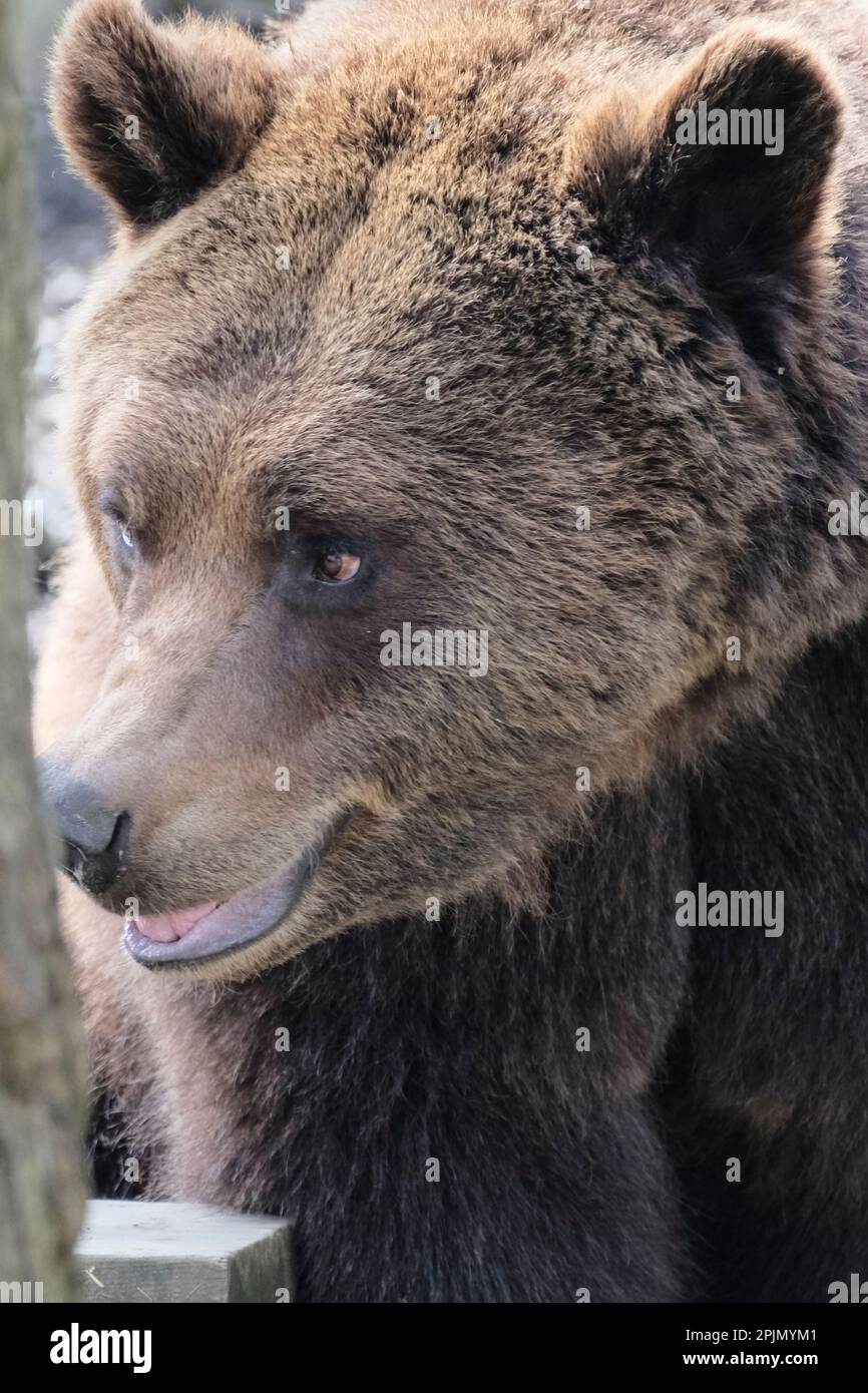 Wild Place Project, Bristol, Großbritannien. 3. April 2023. An einem warmen Frühlingstag wachen die Bären nach einer Zeit des Torpors auf, einer Form des Winterschlafs Wild Place wird der neue Bristol Zoo sein Stockfoto