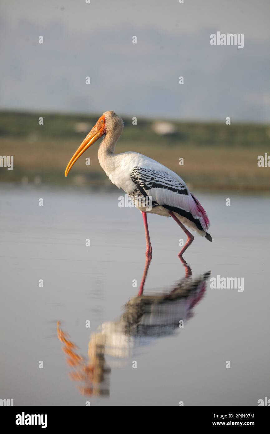 Lackstorch ( Mycteria leucocephala), satara maharashtra indien (2) Stockfoto