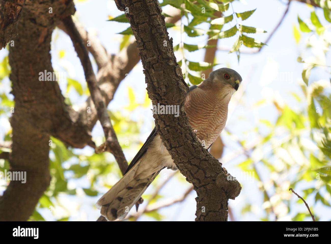 Shikra (Accipiter badius), satara maharashtra indai Stockfoto