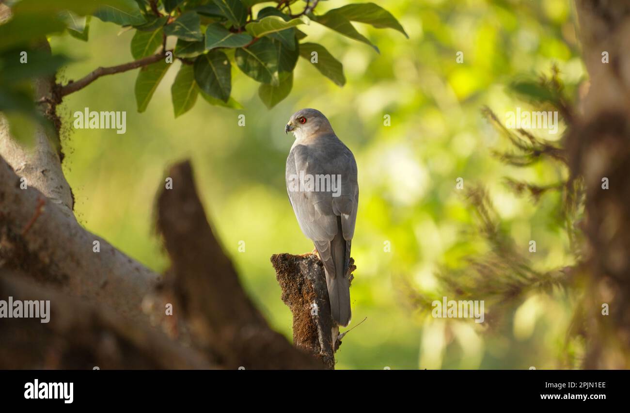 Shikra (Accipiter badius), satara maharashtra indai Stockfoto