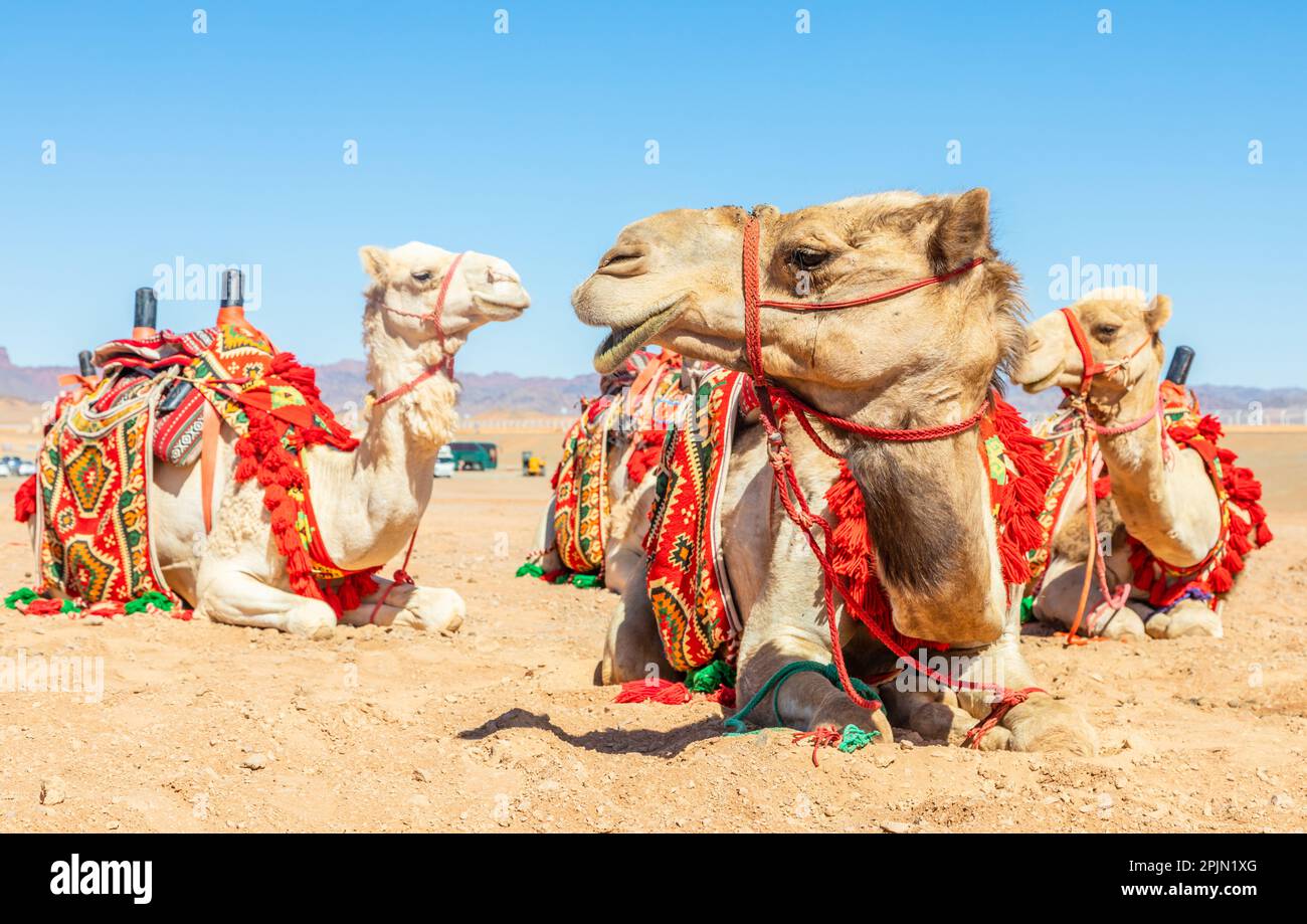 Reitkamele mit Steuerung, die in der Wüste ruhen, Al Ula, Saudi-Arabien Stockfoto