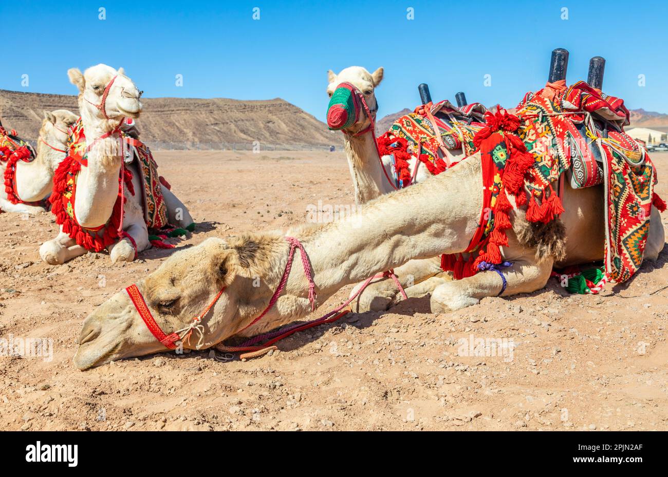 Reitkamele mit Steuerung, die in der Wüste ruhen, Al Ula, Saudi-Arabien Stockfoto