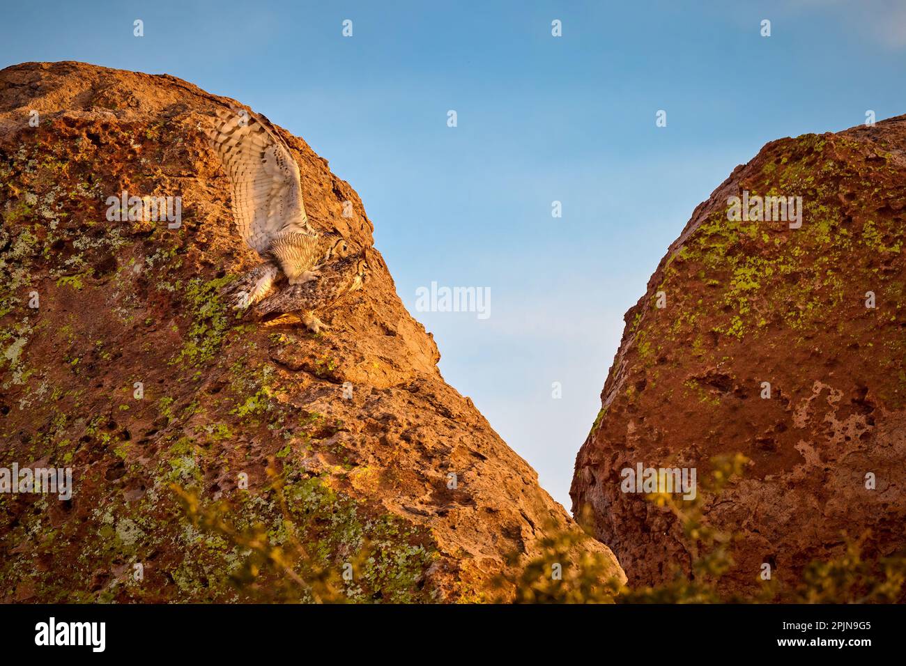 Paarung von Horned Owls im City of Rocks State Park, New Mexico. Stockfoto