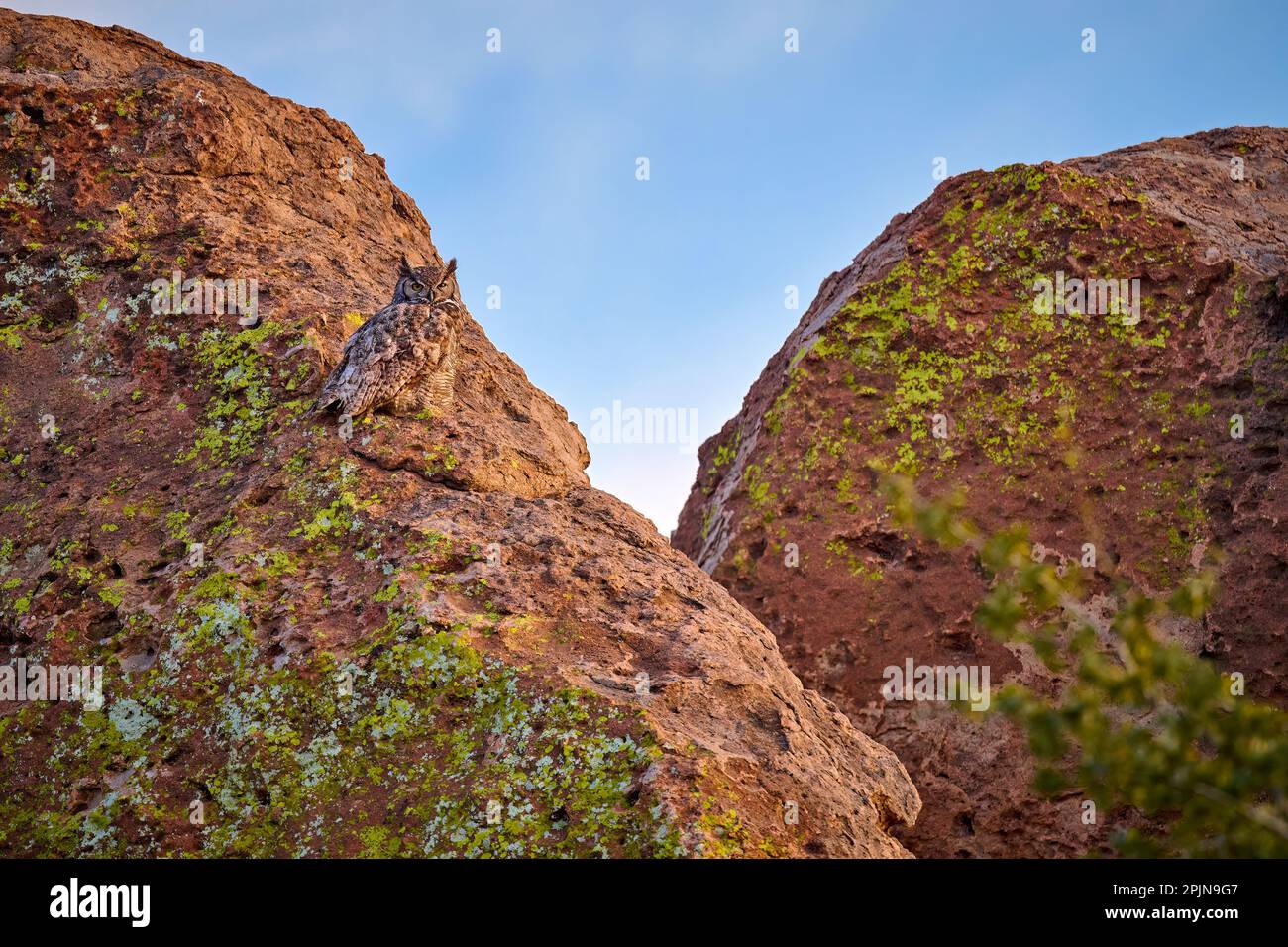 Die weibliche Great Horned Owl legt Felsformationen im City of Rocks State Park, New Mexico. Stockfoto