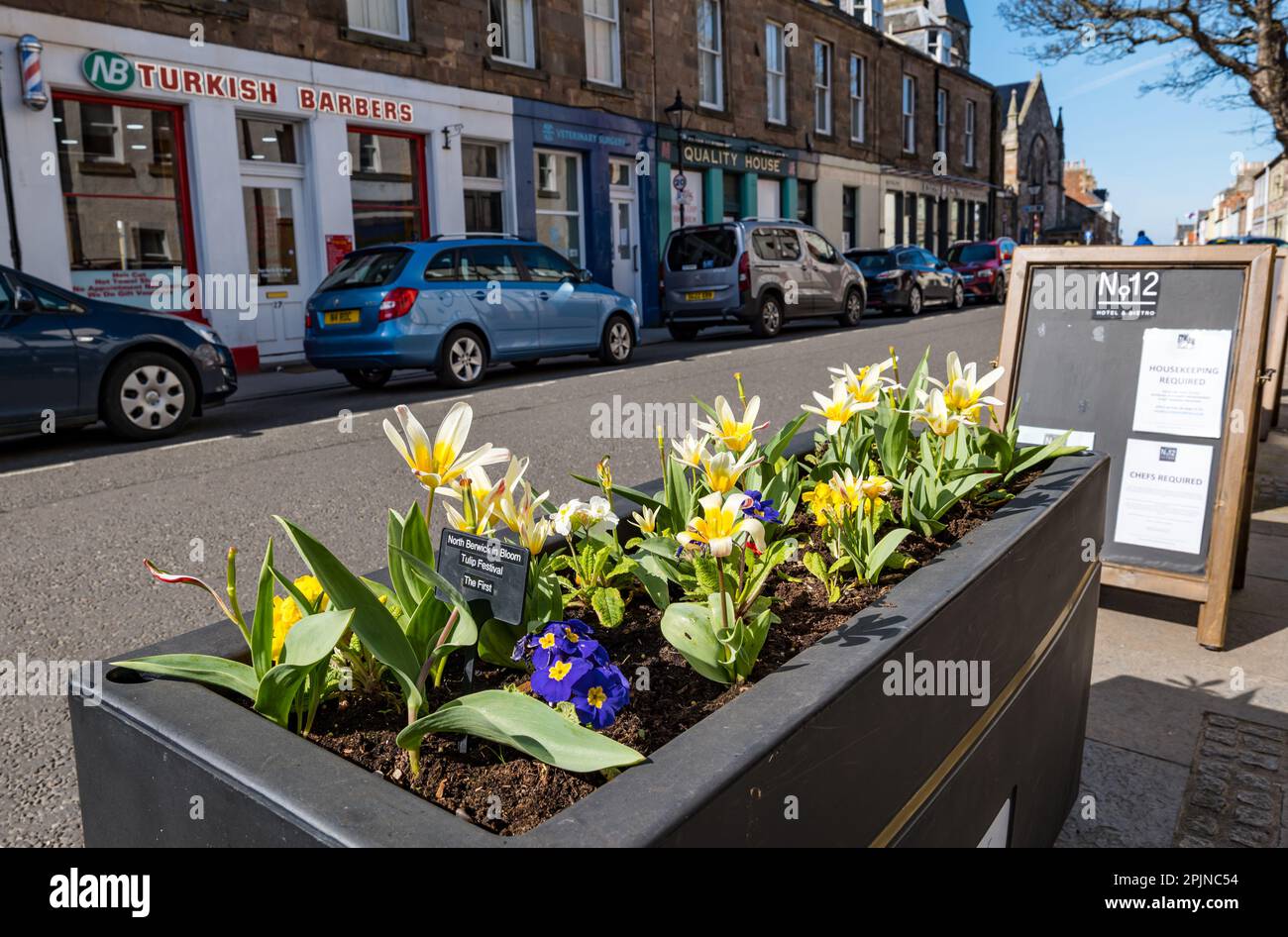 North Berwick, East Lothian, Schottland, Vereinigtes Königreich, 3. April 2023. North Berwick in Bloom Tulip Festival: Jährliche Blumenausstellung in Pflanzmaschinen in der ganzen Stadt, wobei viele der Tulpen bereits in voller Blüte erblühen. Die Stadt hat viele Auszeichnungen in Schottland und RHS Britain in Bloom gewonnen. Kredit: Sally Anderson/Alamy Live News Stockfoto