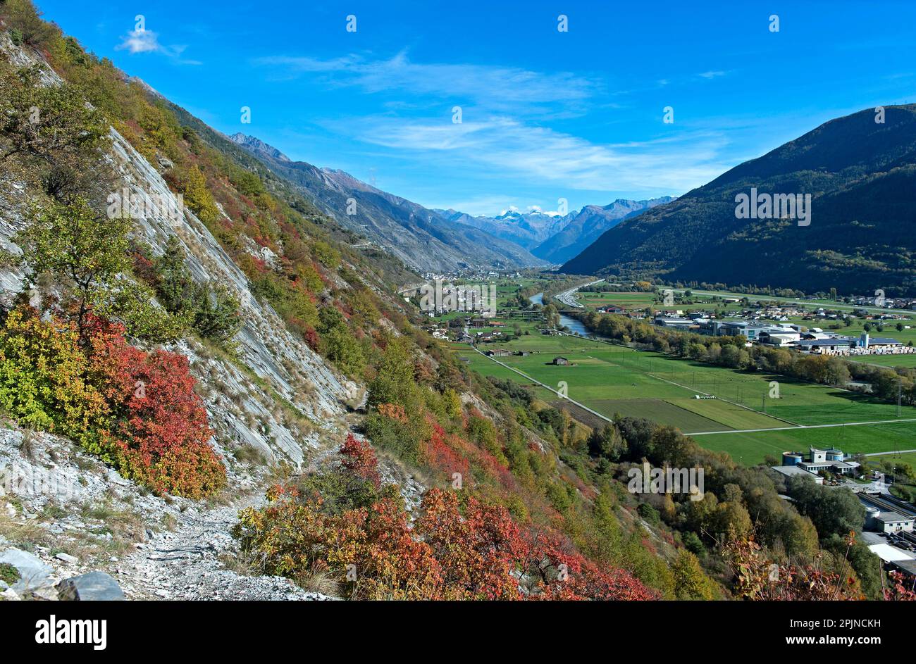 Rauchige Büsche (Cotinus coggygria) in Herbstfarben auf einem trockenen Hang der Felssteppe von Valais über dem Rhone-Tal bei Turtmann, Wallis, Schweiz Stockfoto