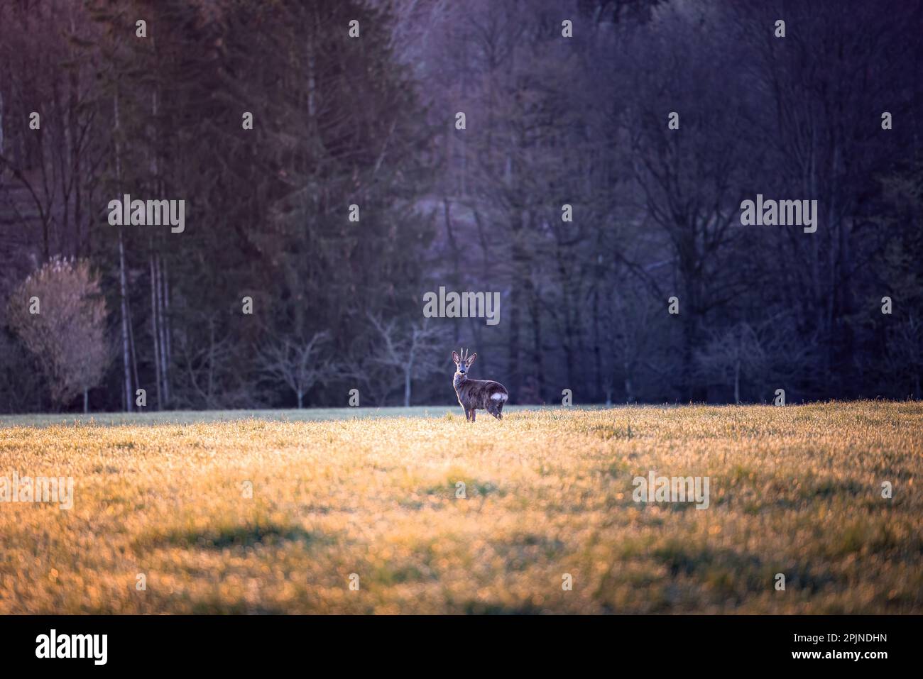 Rogen, Hirsche auf einem grünen Feld mit Wald im Hintergrund im warmen Licht des Sonnenuntergangs in Deutschland, Europa Stockfoto