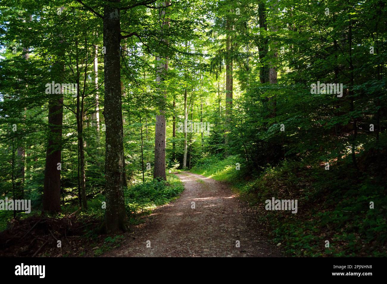 Geheimnisvolle Herbstlandschaft Stockfoto