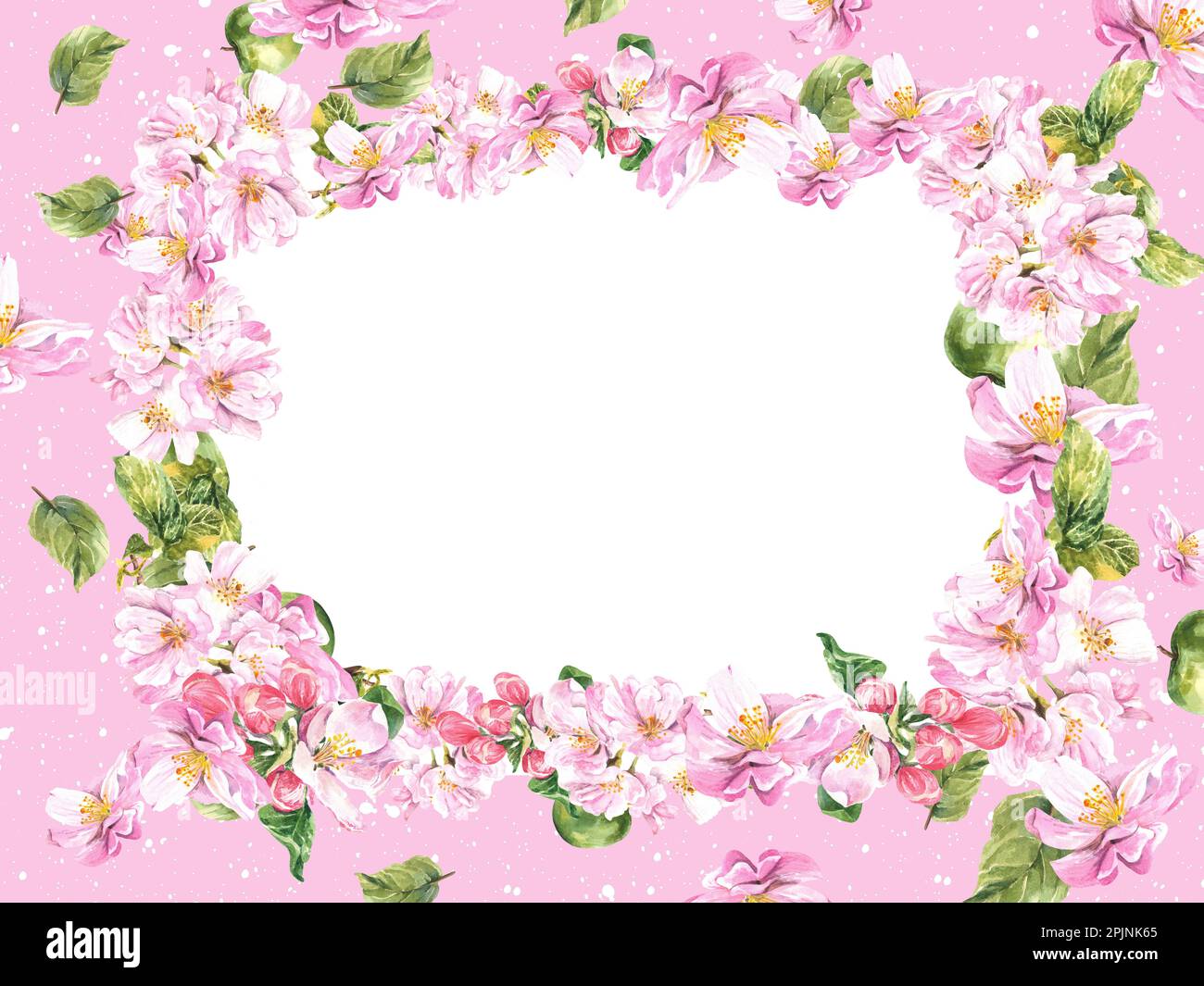 Rechteckiger Rahmen eines blühenden Apfelbaums auf pinkfarbenem Hintergrund. Aquarelldarstellung Stockfoto