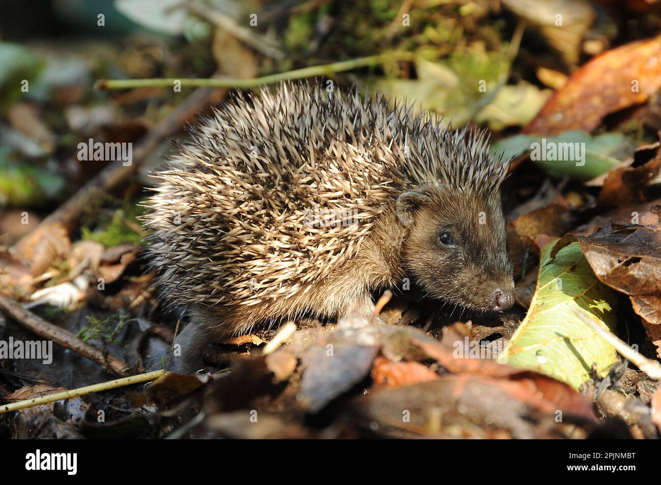 Baby Igel in der Sonne Stockfoto