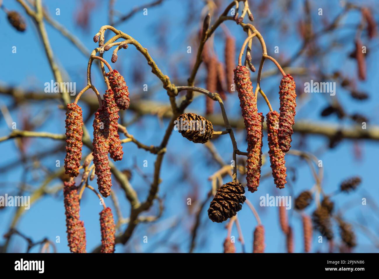 Europäischer Erle, Alnus glutinosa, Zweig mit reifen weiblichen Katzen, blühenden männlichen Katzen und Knospen auf weichem Hintergrund, selektiver Fokus. Stockfoto