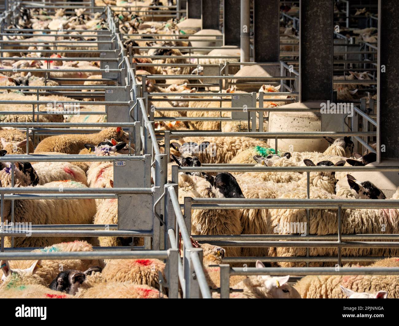 Auf einem belebten Viehmarkt werden die Tiere in Käfigen gehalten und in Ställe gestopft, um in der Landwirtschaft verkauft zu werden. Schafe mit Wollmänteln füllen die Szene ohne Stockfoto