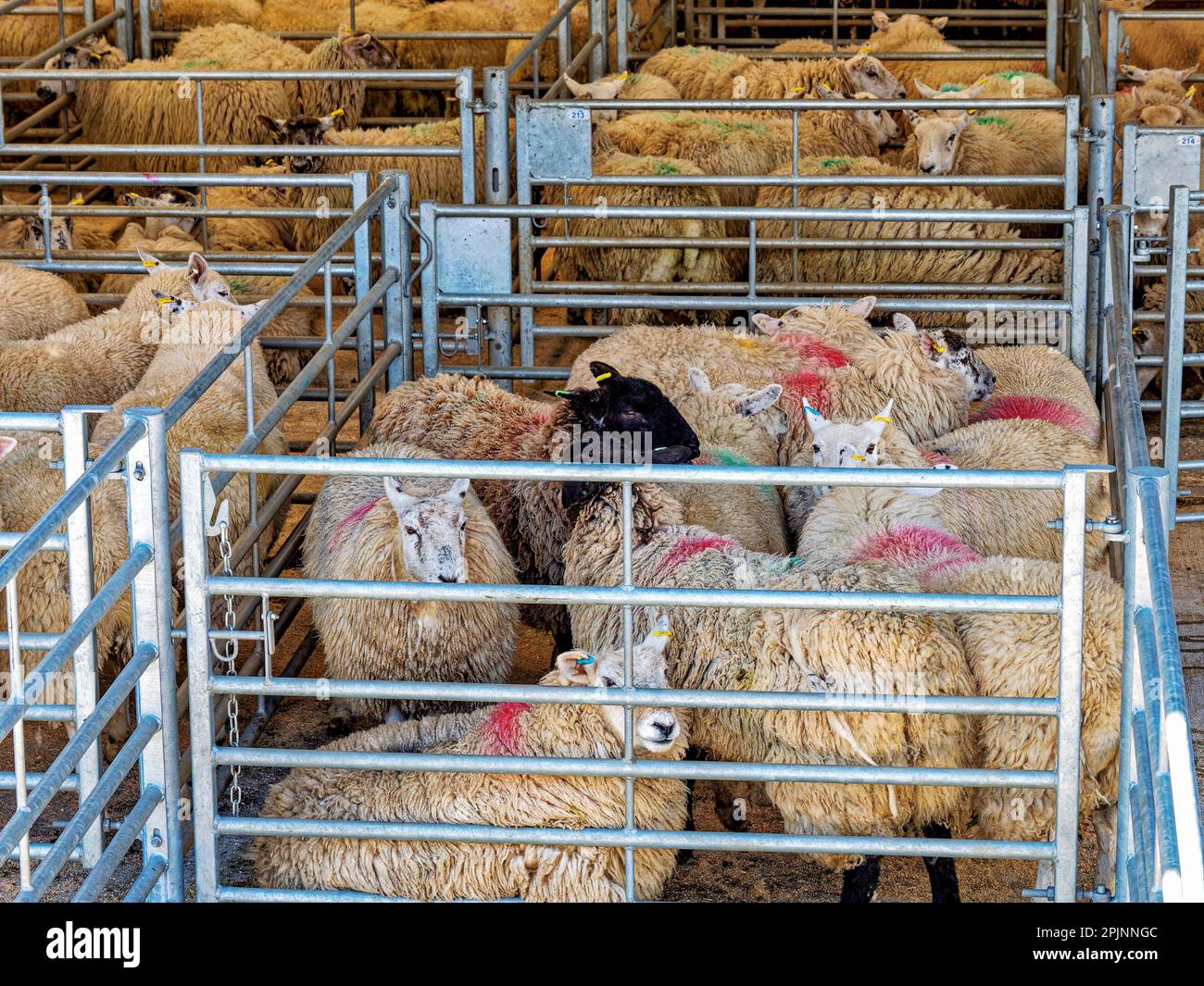 Auf einem belebten Viehmarkt werden die Tiere in Käfigen gehalten und in Ställe gestopft, um in der Landwirtschaft verkauft zu werden. Schafe mit Wollmänteln füllen die Szene ohne Stockfoto
