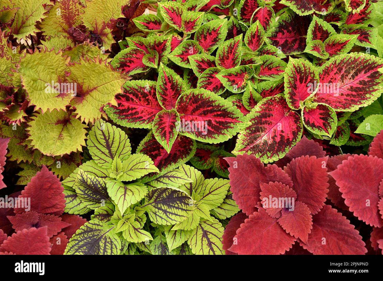 Coleus Plants Cultivars, Royal Botanic Garden Kew London UK. Stockfoto