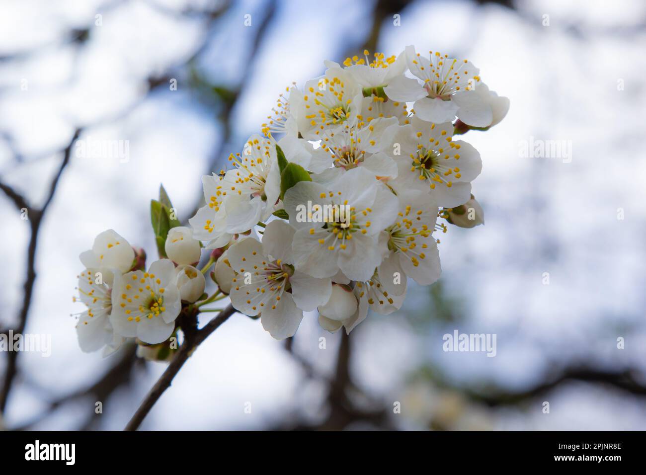 Wilde weiße Pflaumenblüten schließen sich an einem sonnigen Frühlingstag in einem Wald. Art Prunus cerasifera, auch bekannt als Kirschpflaume oder Myrobalanpflaume. Stockfoto