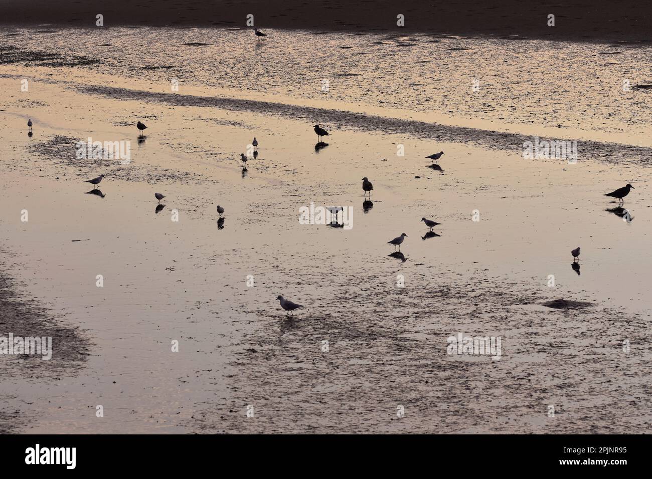 Lokales Naturschutzgebiet der Flussmündung des Douro, Feuchtgebiete mit Wasservögeln in der Dämmerung, Porto Portugal. Stockfoto