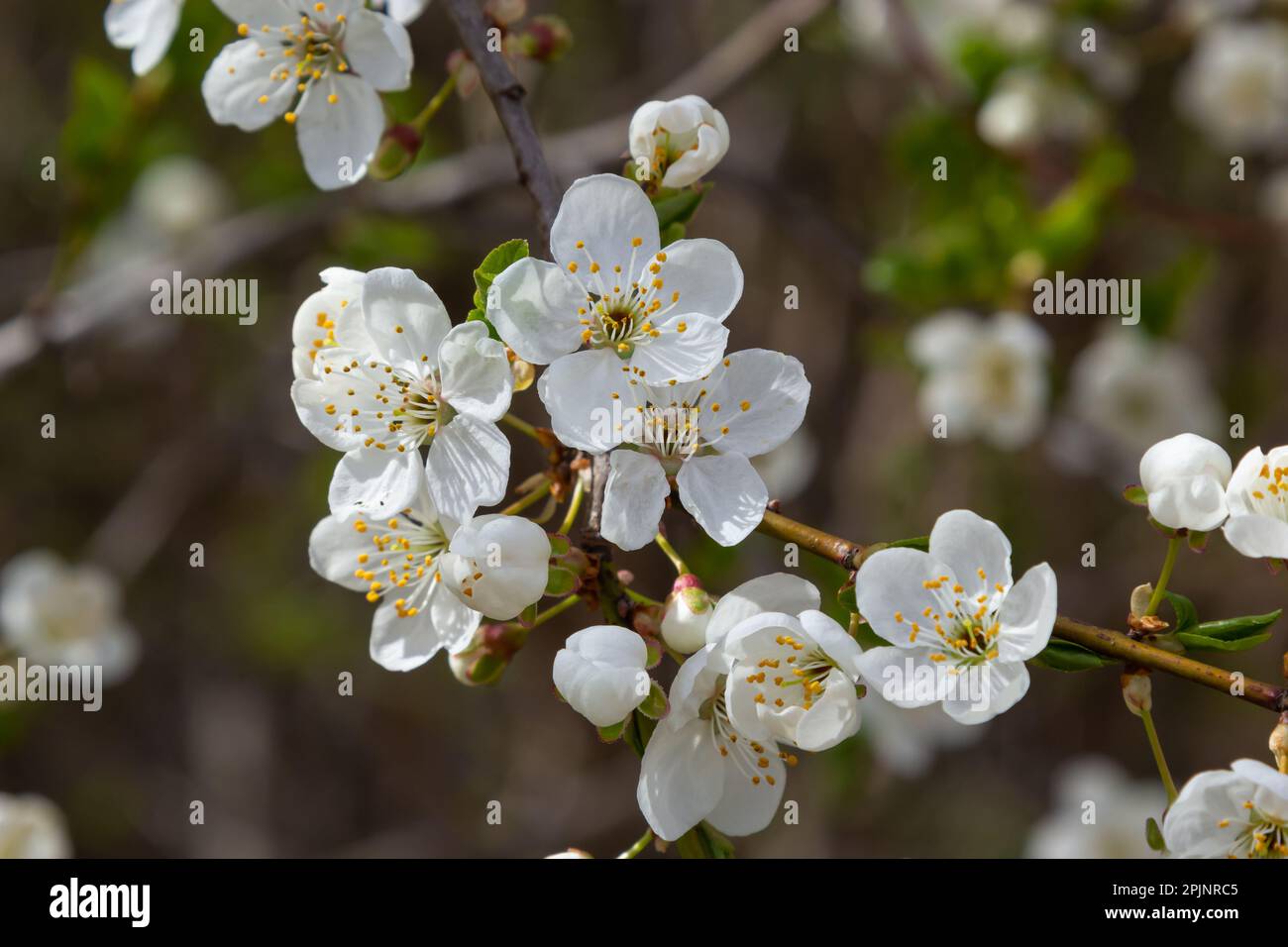 Wilde weiße Pflaumenblüten schließen sich an einem sonnigen Frühlingstag in einem Wald. Art Prunus cerasifera, auch bekannt als Kirschpflaume oder Myrobalanpflaume. Stockfoto