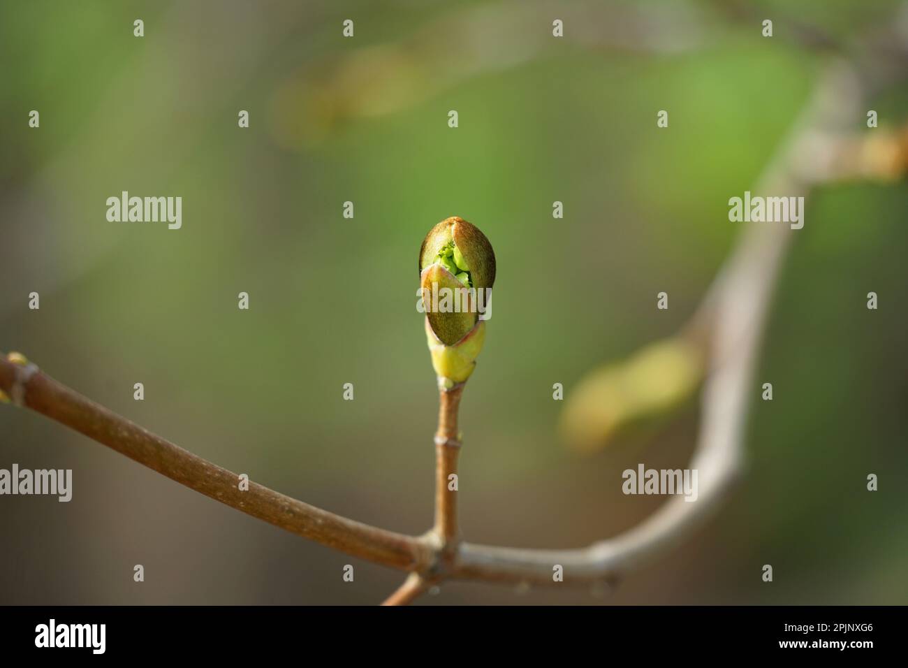 Blütenblüte im Frühling in Deutschland Bayern, Blume Blüte im Frühling in einer Wiese in Deutschland Bayern Stockfoto