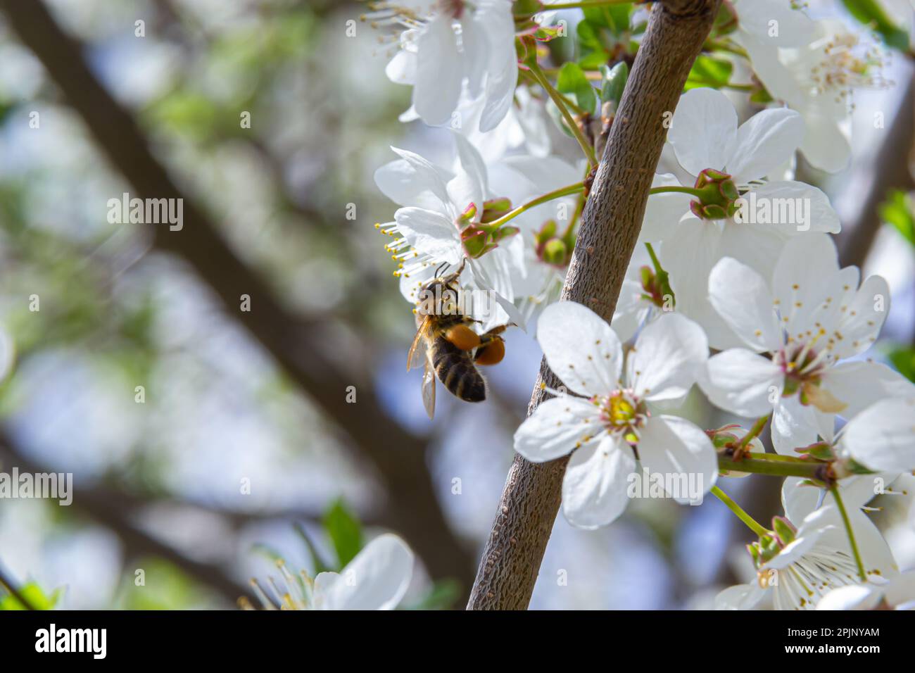 Honigbiene in kaukasischen Pflaumenblüten. Prunus cerasifera var. Divaricata. Stockfoto