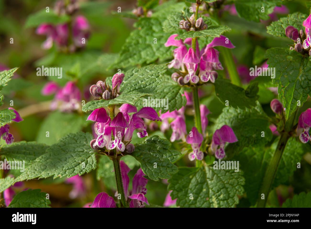 Blühendes Lamium maculatum roseum, gefleckter Hase, gefleckter toter Nesseln, lilafarbener Drache. Stockfoto