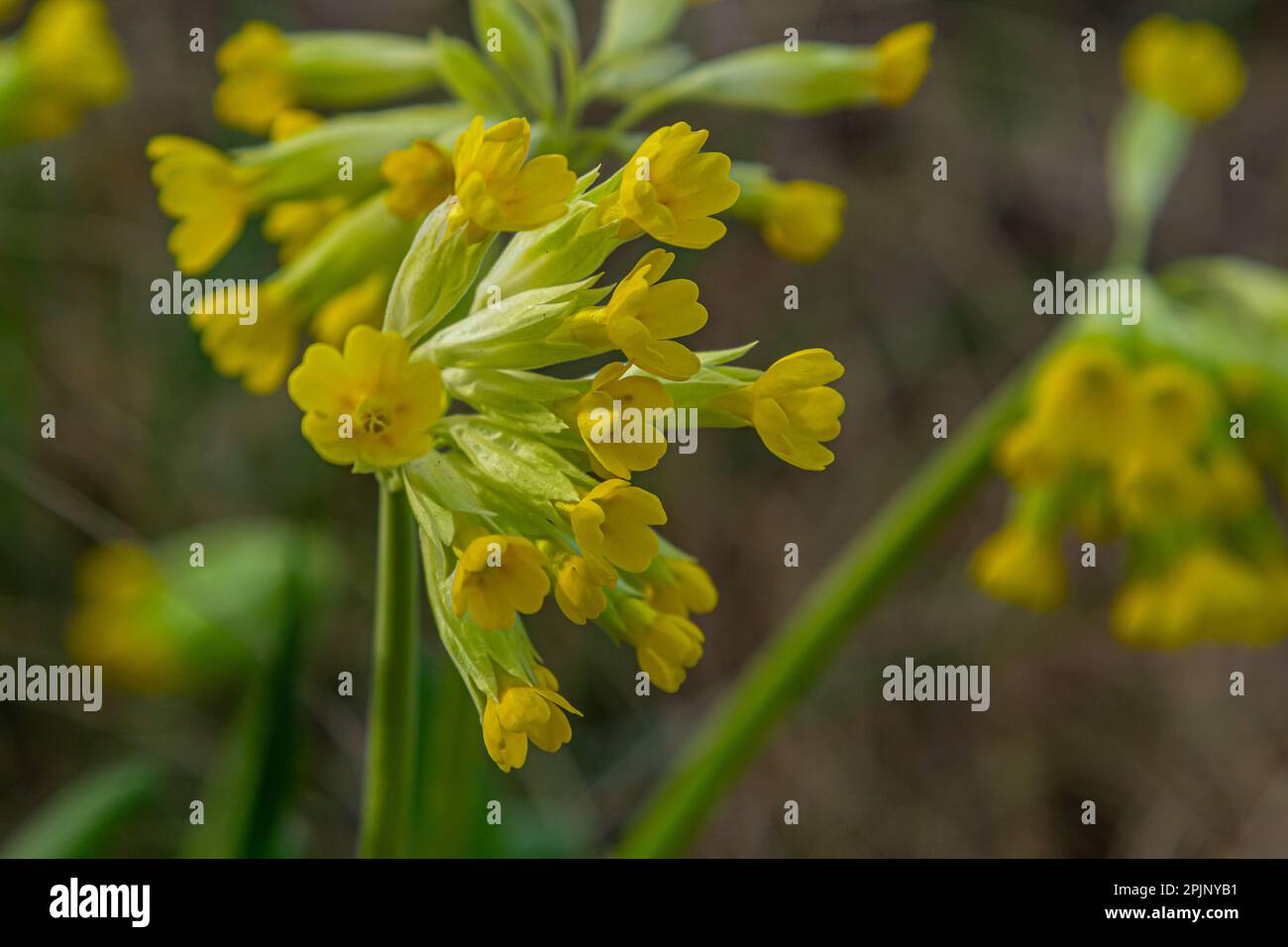 Primula veris ist eine mehrjährige krautige Blütenpflanze der Primrose-Familie Primulaceae. Die Art ist in den meisten Teilen des gemäßigten Europas einheimisch. Stockfoto