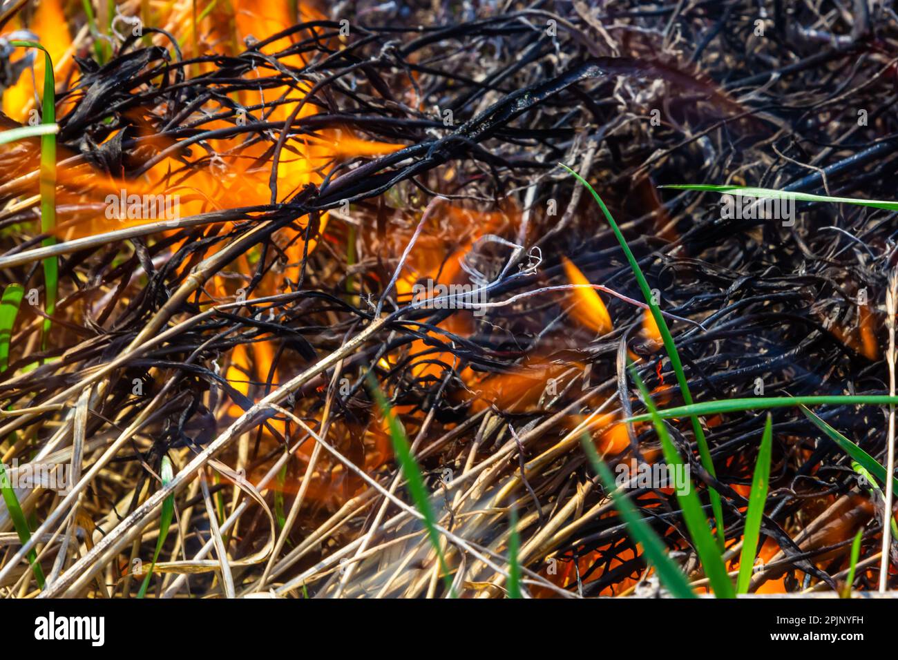 Brennendes altes trockenes Gras im Garten. Flammendes trockenes Gras auf einem Feld. Waldbrand. Das Stoppelfeld wird vom Bauern verbrannt. Feuer auf dem Feld. Stockfoto