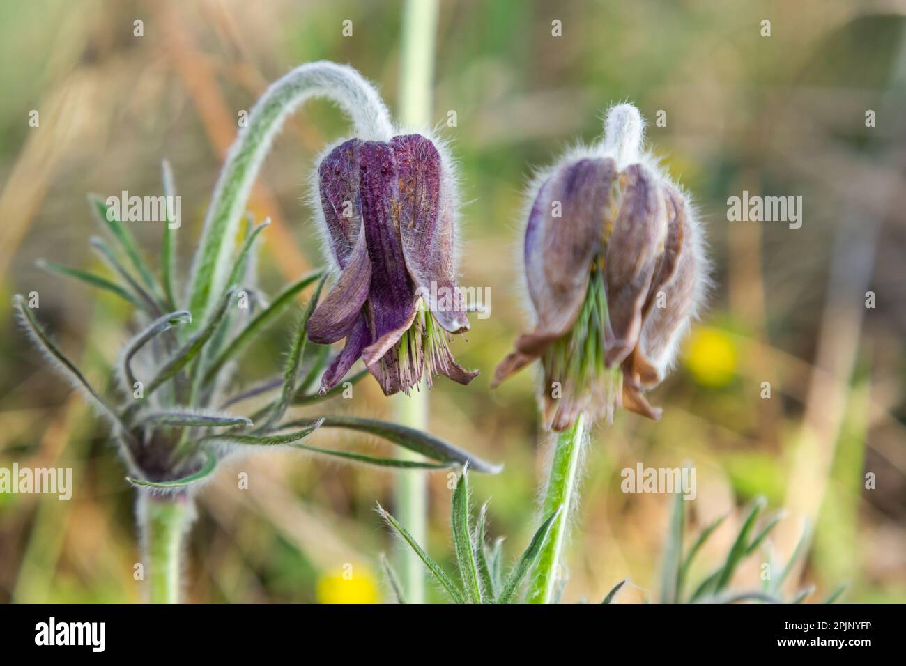 Pasqueflower. Wunderschöne Blume aus kleiner Pasqueblume oder Pasqueflower auf blühender Wiese in latin Pulsatilla pratensis. Stockfoto