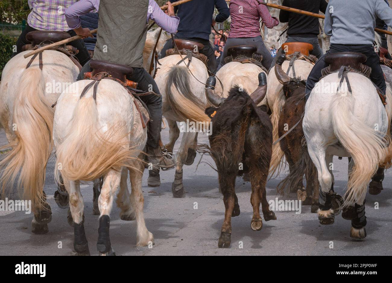 Bandido und Abrivado in einer Dorfstraße im Süden Frankreichs. Camargue-Bulle läuft frei in einer Straße. Stierkampf-Tradition. Stockfoto