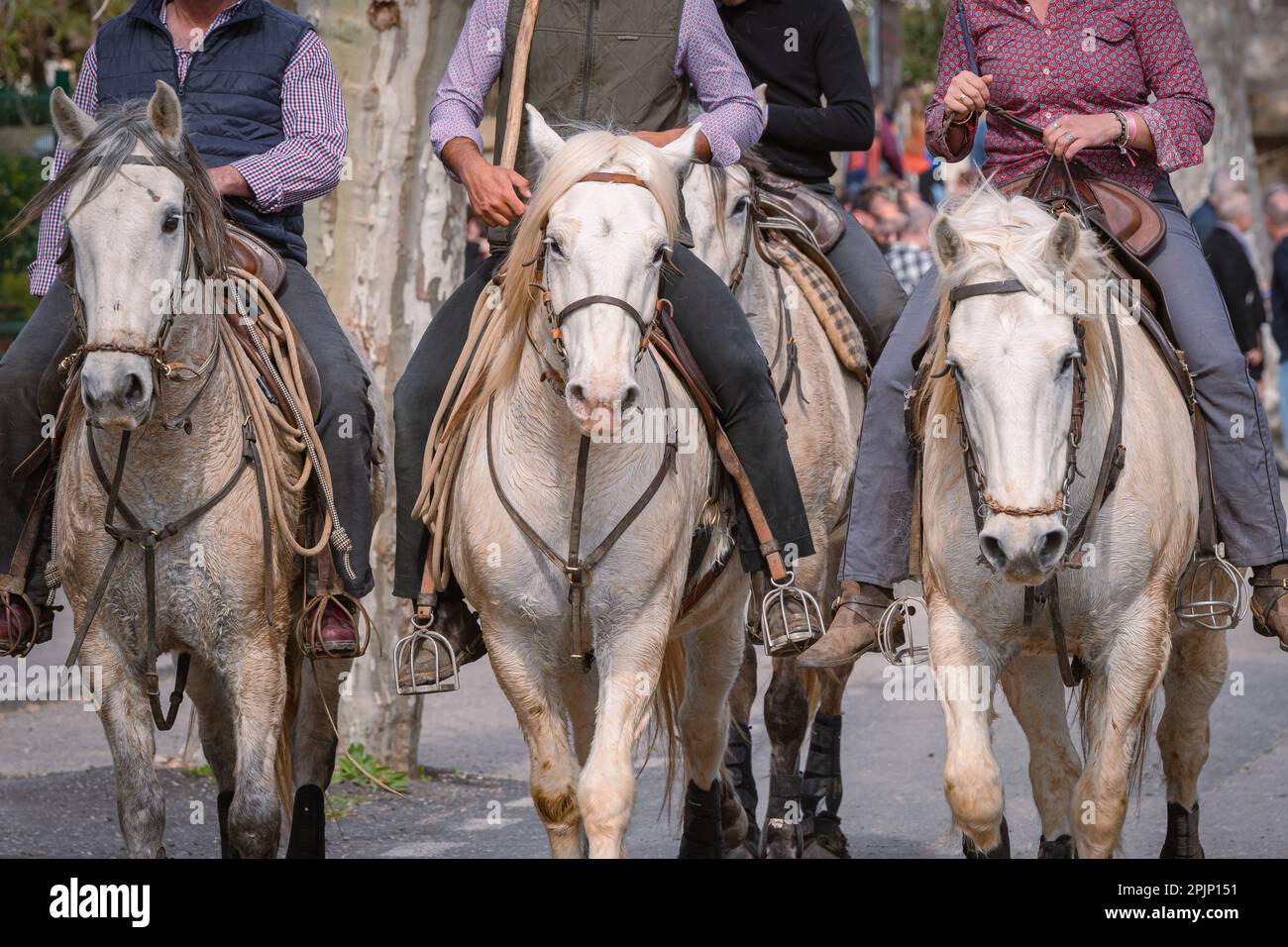 Bandido und Abrivado in einer Dorfstraße im Süden Frankreichs. Camargue-Bulle läuft frei in einer Straße. Stierkampf-Tradition. Stockfoto