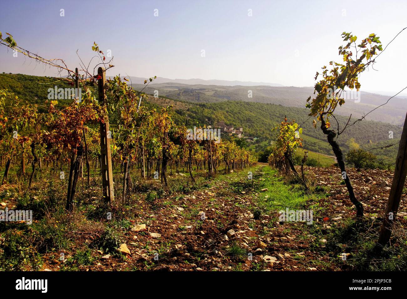 Sie sehen die Weinberge von Sangiovese in Radda in Chianti Stockfoto