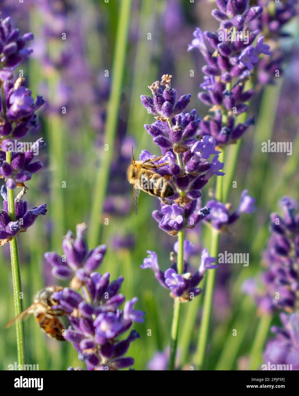 Honigbiene sammelt Nektar aus lila Lavendel (Lavandula angustifolia) Blumen im Garten. Nahaufnahme. Makro. Stockfoto