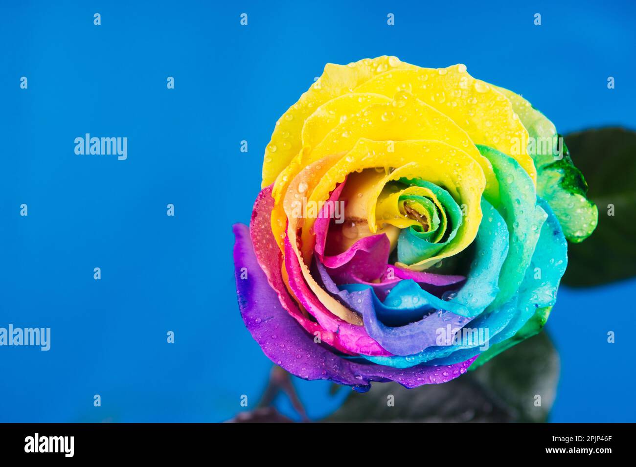 Mehrfarbige Rose. Atemberaubende Rosenblume im Regenbogen auf blauem Hintergrund Stockfoto