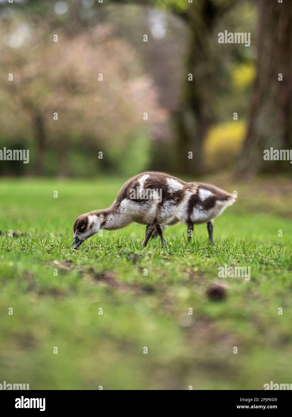 Nilgänse mit kleinen Gänsen spazieren im zentralen Park von Straßburg. Reine Natur. Frankreich. Stockfoto