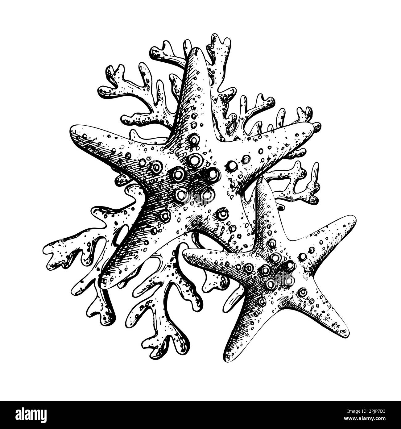 Seesterne mit Korallen, isolierte Komposition auf weißem Hintergrund, handgezeichnet im Grafikstil. EPS-Vektordarstellung. Für Abzüge, Poster, Karten Stock Vektor